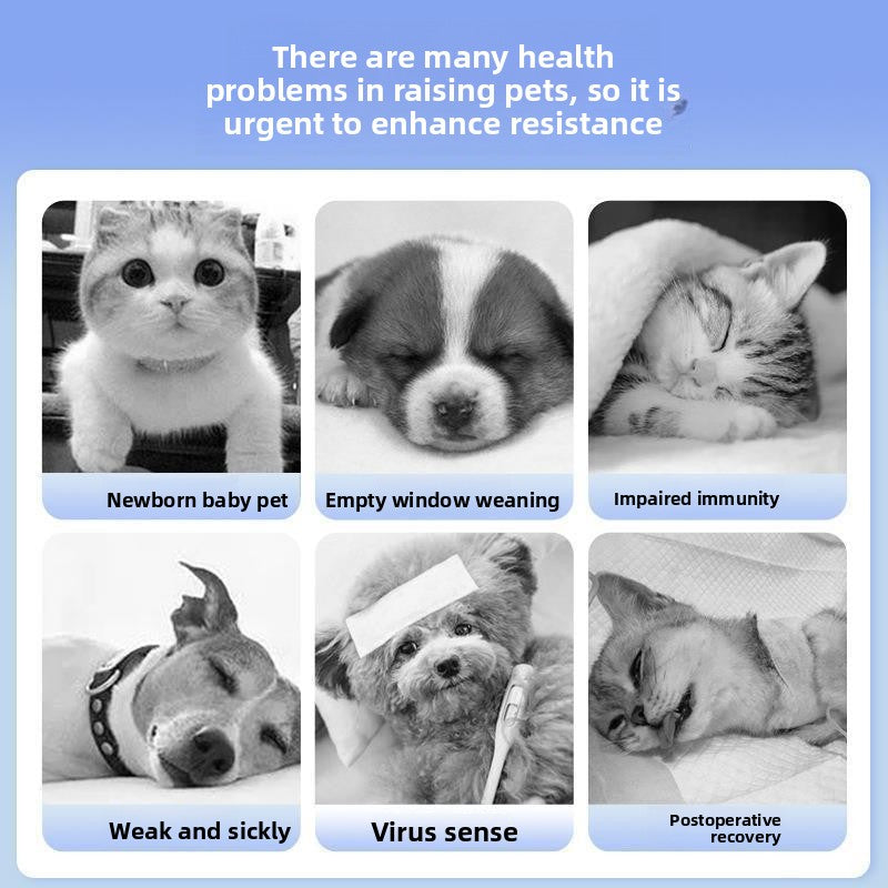 猫乳铁蛋白补充剂 — 猫咪免疫支持