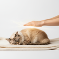 Pet Energy Healing Session